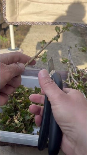 Смородиновые почки для чая секатор FISKARS P121 Currant buds for tea pruner FISKARS P121 #fiskars