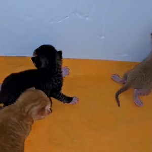 5K views · 97 reactions | 2 Days Old Rescue Kittens Crying And Calling Mom Cat But They Got Expert In Bottle Feeding part 3 | Cat House | Facebook