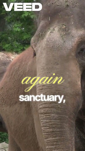 Elephants Never Forget: A 23-Year Reunion That Proves It