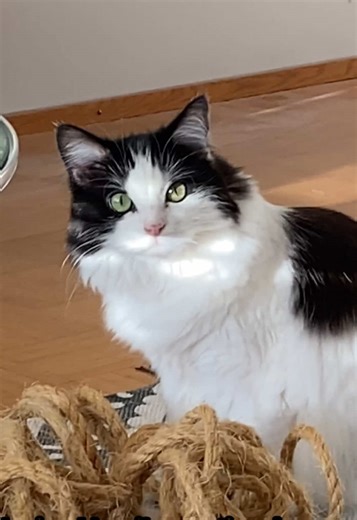 Cats and Cucumbers: Hilarious Moments with Cats