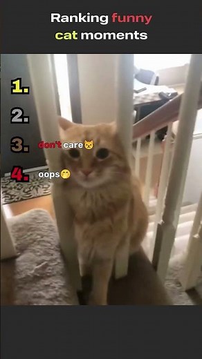 The top 5 funniest cat clips ever 😹 #FunnyCats #CatShorts #Top5 #FunnyAnimals #shortsviral