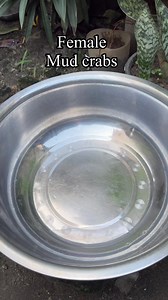 Yummy female mud crabs #fyp | Kasolid Vlogs
