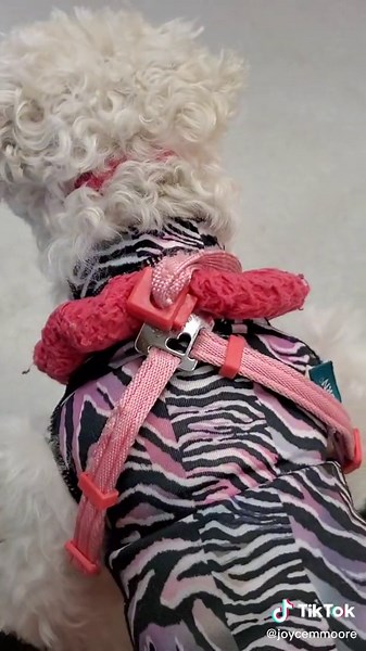 look at this big labradoodle