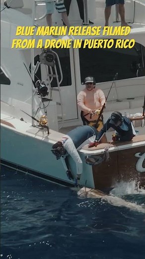 Blue marlin fish release from a drone - Marlin Fishing - #fishing #fishing #fishingvideo