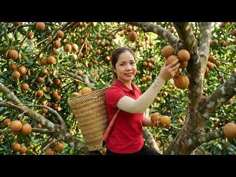 Harvesting Giant Wild Green Persimmons — Over 1,000 Kg Go To Market Sell 😲