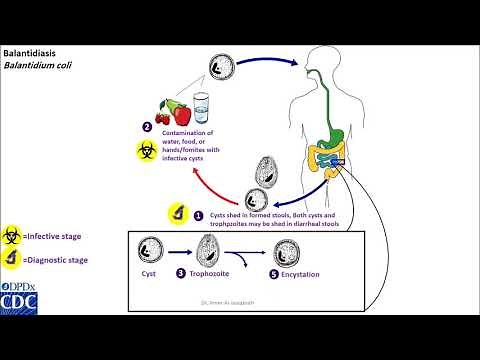Balantidium coli life cycle