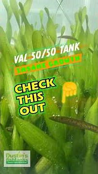 Insane VALLISNERIA GROWTH!