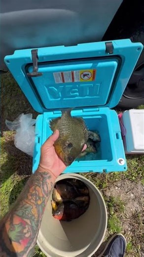 Sunday fish fry coming up. #bluegill #cichlid #shellcracker #fishing #mayancichlid