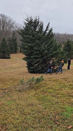 320K views · 1.9K reactions | Timber! | Cameron County Chamber of Commerce & Artisan Center | Facebook