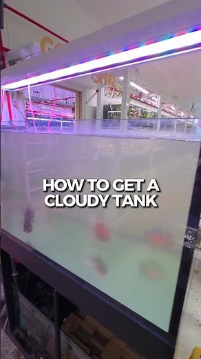 How to clear a cloudy aquarium