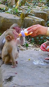 6.3K views · 466 reactions | Rainbow drinking freshy milk! so lovely Rainbow! thank for feed milk! | Good Or Bad | Facebook