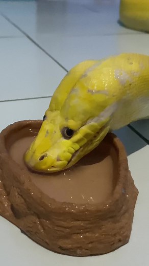 Gekko Lucu Minum di Tengah Ular Bego!