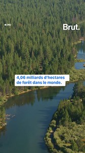 560K views · 4.2K reactions | En couvrant plus de 4 milliards d'hectares de la surface du globe, les arbres sont de précieux alliés face au réchauffement climatique. Voici pourquoi. La préservation des forêts, Léa Salamé et Hugo Clément en parlent dans "Aux arbres citoyens !" ce mardi 8 novembre à 20h45 sur la plateforme france.tv et sur France 2. | Brut | Facebook