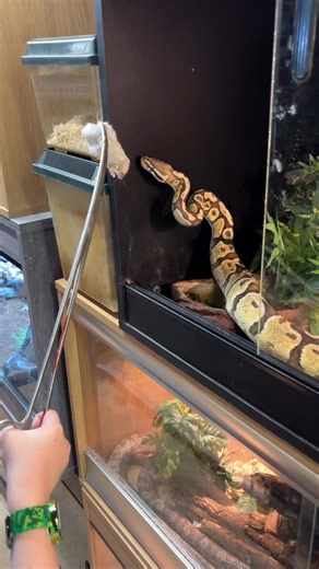 Midlands Reptile Rescue on Instagram: "This Royal Python had gone off food for a while prior to coming in He’s had 3 back to back meals since ✅"