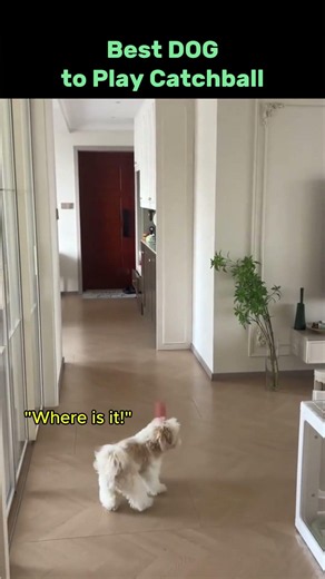 Dog's ball hunting skills are insane #dog #athletic #shorts