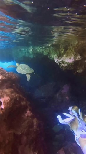 A turtle found us in this mermaid cave🐢💚 Suit is from @freediving_trudive 👙 Use my code on TruDive’s website CE15 for a discount 👙 💘 #turtle #luckyweliveinhawaii #freediving #mermaid #underwater | Celesst Mar