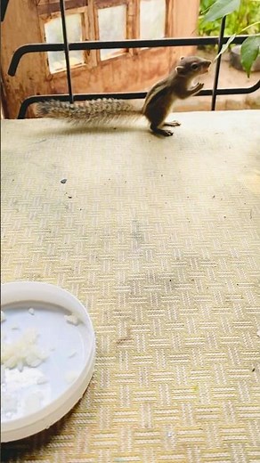 Cute Baby Squirrel Enjoying Food 🐿️🍽️ | Daily Vlog #viralvideo #petsquirrel #cute