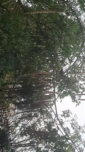 Lovely bird hidden inside beautiful trees #explore #birds