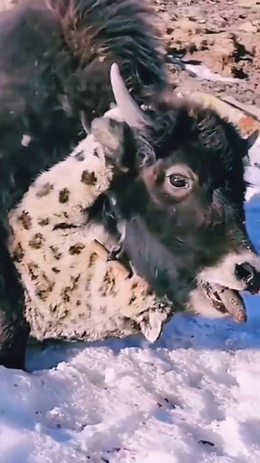 13K views · 26 reactions | Baby yak crying for help from snow leopard 沈 #snowleopardvsyak #yak #snowleopardattack #wildanimals #wildanimalshorts #wildafrica #wildatlanticway | Animal Lovers | Facebook