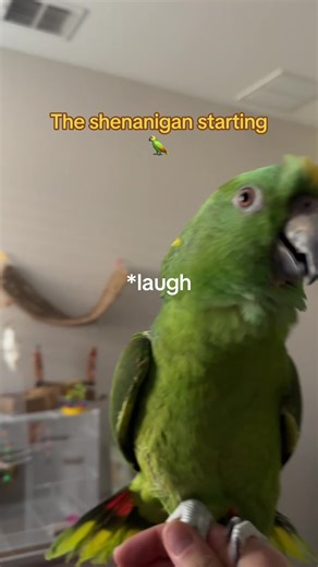 Funny Moments with a Talking Parrot and Dog