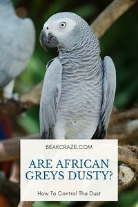 Are African Greys Dusty? How To Control The Dust