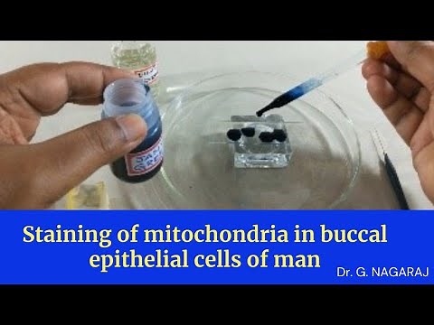 Staining of Mitochondria in buccal epithelial cells of man