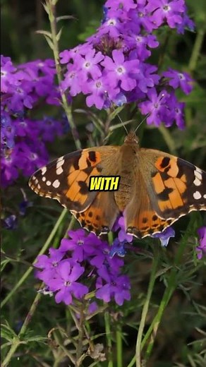 The World's Largest Butterfly: A 31cm Marvel!