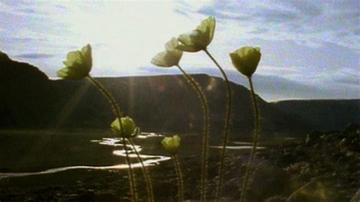 Adaptation of plant life to extreme cold temperatures - Biodiversity and interdependence: Video playlist - BBC Bitesize