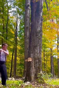 Chopping down a maple tree with an axe logging logger lumberjack | Ruimfor