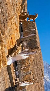Nature’s most daring hunt! 🐆🏔️ Watch this incredible snow leopard pull off an explosive vertical leap to reach its prey on a narrow cliff ledge in the Himalayas. The power and agility of this apex predator are simply unmatched. Witness the raw intensity of life in the wild as these two tumble down the mountain face. 😱🐐 What do you think of this master hunter’s skills? Let us know in the comments! 👇✨ #nature #wildlife #snowleopard #himalayas #predator #hunt #mountains #viralvideo #animals #n