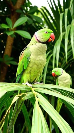 Ringneck Parrot Makes Everyone Laugh! 🦜🤣 #FunnyParrot #ParrotTalking #Shorts