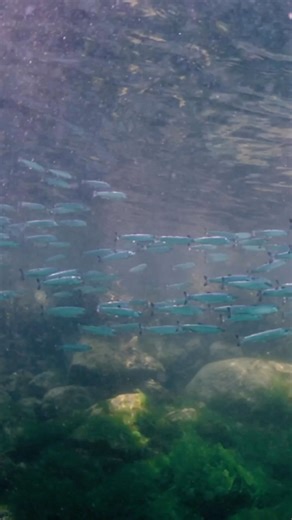 REMOVING FISH FARMS WORKS 😍 It is the third summer since Atlantic salmon farms were removed from the Discovery Islands, and the results continue to be striking. 🥳 Young wild salmon smolts are flooding north through a fish-farm-free Okisollo Channel without being exposed to farm pathogens and sea lice and they are looking beautiful and healthy! 🐟💚 These young fish bring with them hope for the future of wild salmon, but we now need to ensure the rest of their journey is fish-farm-free by trans