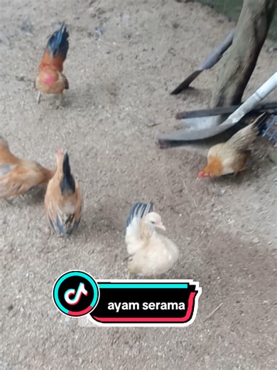 ayam serama sekeluarga #ayamserama