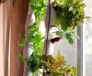 Hydroponic Window Farm