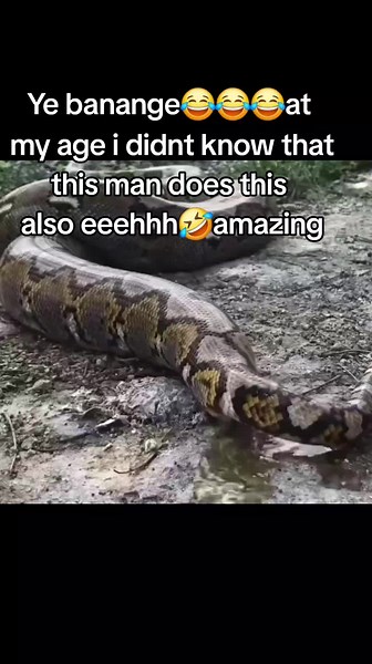 Large Python Eating in Jungle Habitat