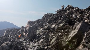 219 reactions · 17 shares | Instead of designing camouflage patterns based on what looks good to the human eye, why not design them around our understanding of animal vision? | SITKA Gear | Facebook