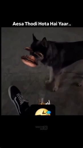 Namastey Rajasthan on Instagram: "jab kutta bole – bhai ruk kyu gaya… bhaagna tha na 😭🐕 . . #marwadimemes #rajasthanimemes #desihumor #funnyreels #indianmemes"