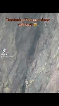 DID THIS IBEX NEARLY FALL TO HIS DEATH?! (Rare Footage)