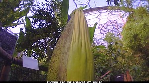 Look how much our titan arum grew over the weekend! This corpse flower will bloom into the world's biggest flowering structure soon - we’ll keep you updated. | Eden Project