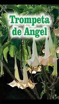 angel's trumpet