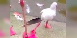 Watch This Adorable Baby Flamingo Learn To Stand On One Leg