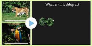 Jungle What Can You See PowerPoint