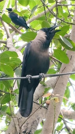 Kauwa Beautiful Kauwa 🐦‍⬛🥰✨|Crow Sounds 🐦‍⬛🥰✨| Crow Feeding 🐦‍⬛🫓| Birds Video 🐦🌳|