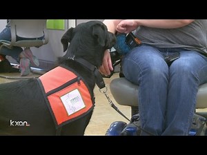 Fake service dogs: The harm caused by pet owners who break the rules