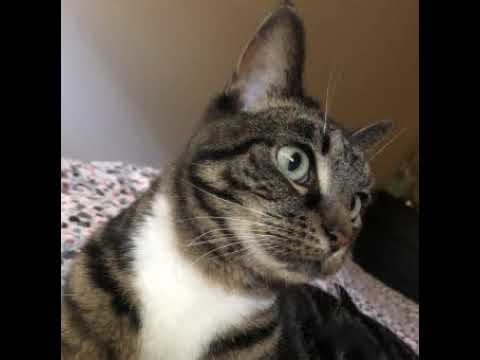 videos on the internet