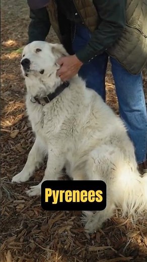 Great Pyrenees (Dog Breeds) 🐾 #shorts