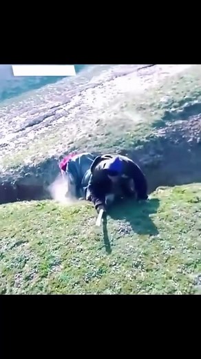 Funniest animals failing video | Jeansonel Philidors