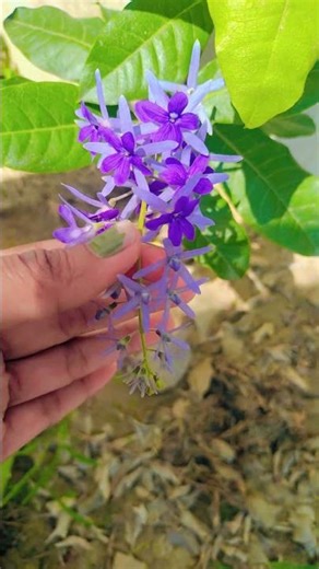 #plants#nature#gardening#viral#trending#plantcare#gardeningtips#shortvideo #viral#flowers #vines