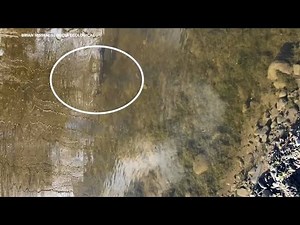 Salmon spotted in Bay Area creek, marking return for 1st time in decades after restoration project