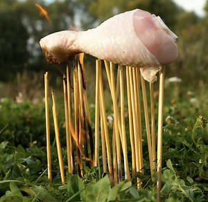 Easy Fire Starter Kit DIY for Chilly Camping Adventures | 5-Minute Crafts SHORTS